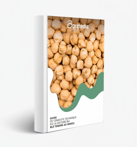 Pois chiche